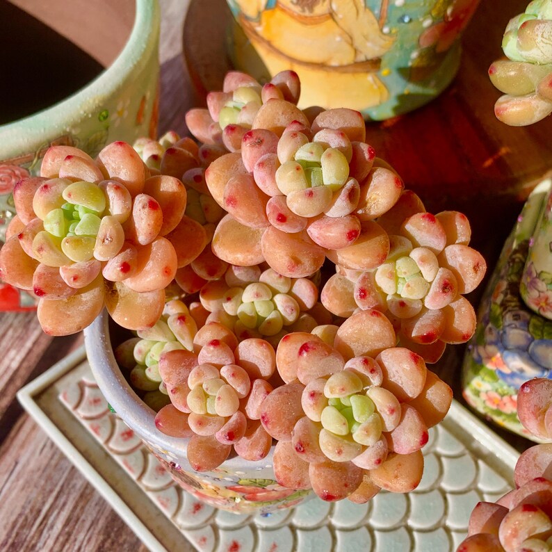 Sedum 'Clavatum' Multi-headed Clump-forming Succulents Approx. 3–3.5 inches Across
