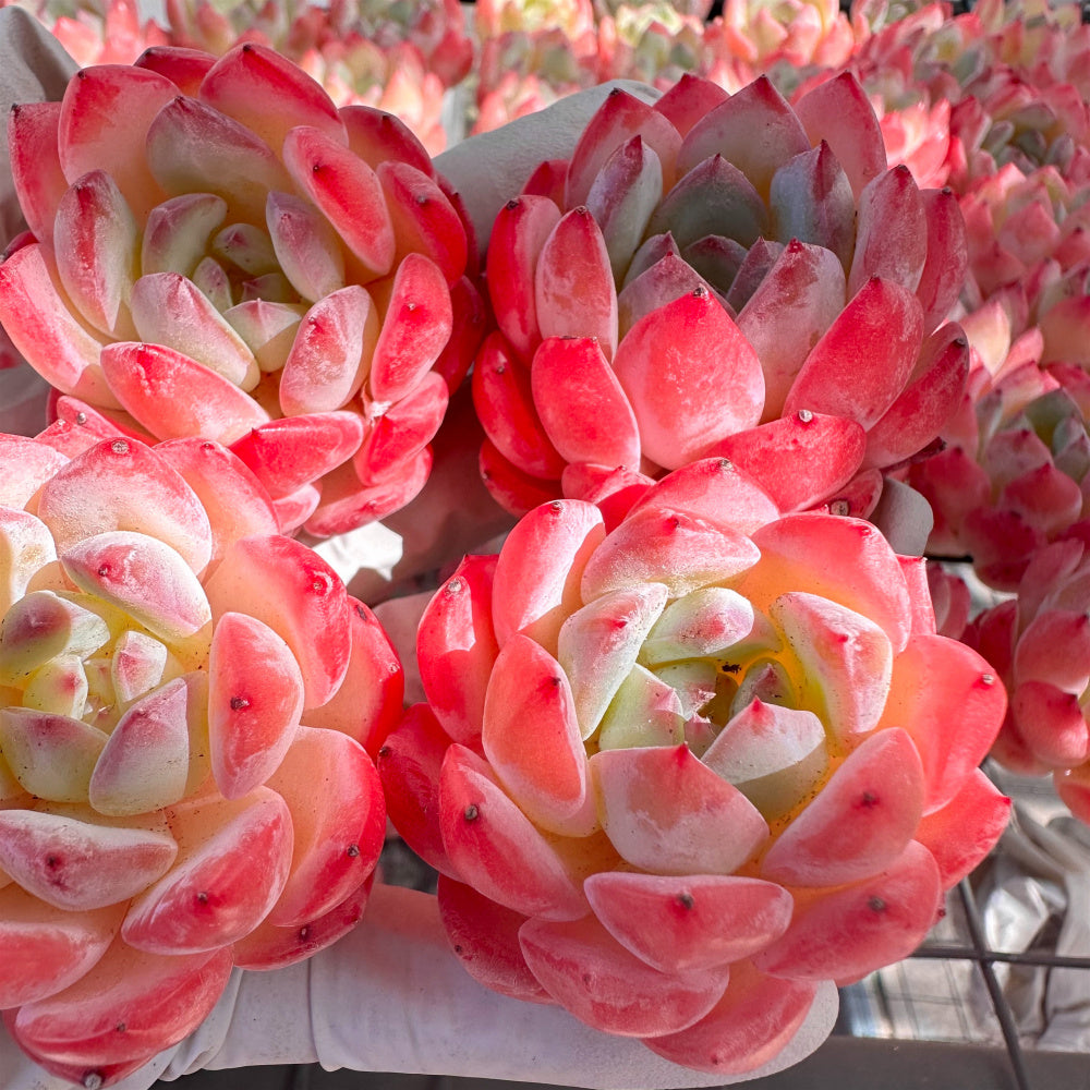 Echeveria 'Strawberry Almond' Succulent - Rare Pink Live Plant