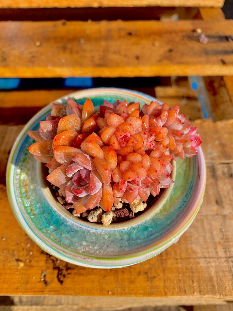 Rare Echeveria ‘Orange Monroe’ Succulent Plant | What You See is What You Get | Boutique Live Succulent | Bare Root 2512-036