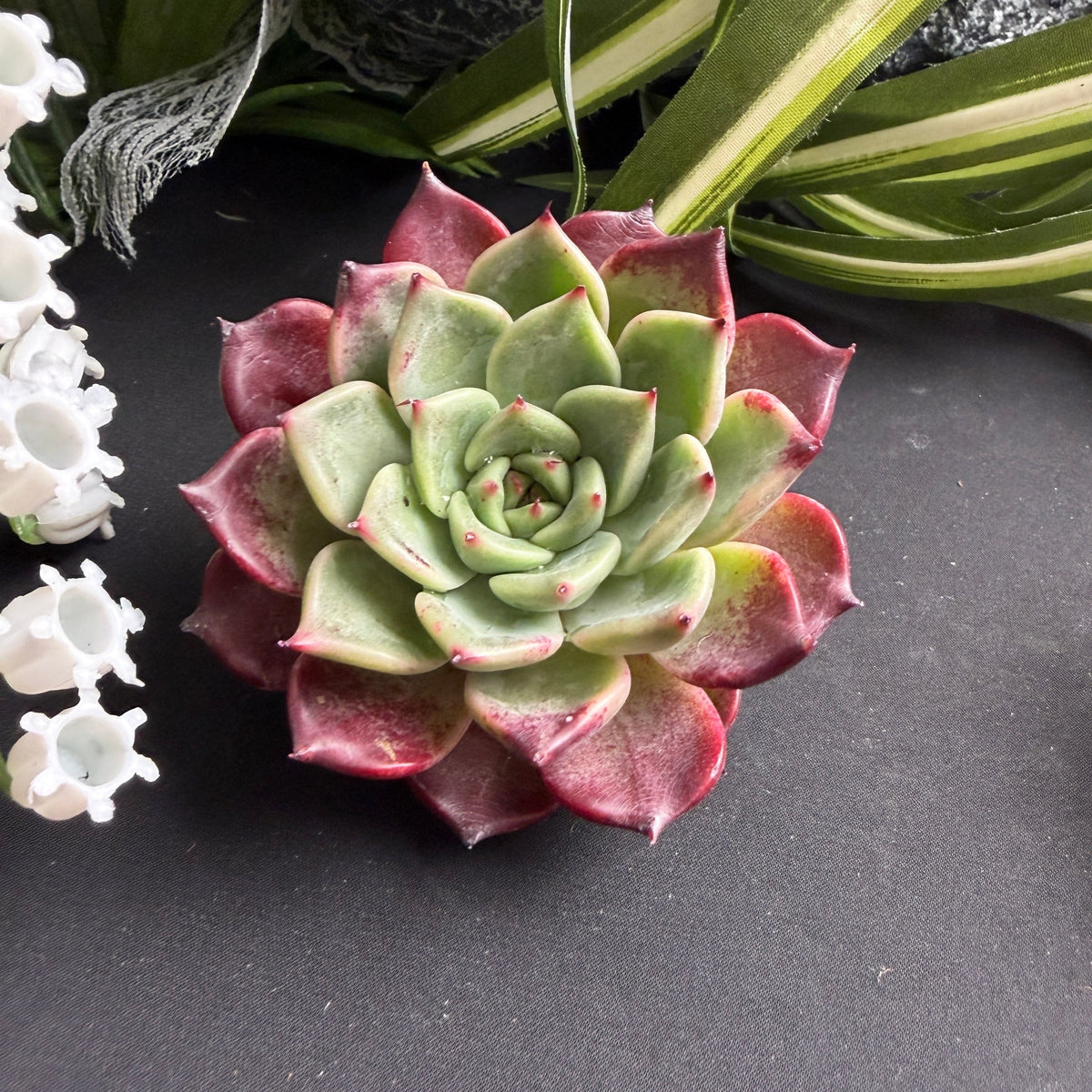 Rare Succulent Echeveria 'Midnight Beauty' 2"-2.5" Live Plant - Collectible Home Plant, Office Accent, Holiday Decorations, Wedding Favors