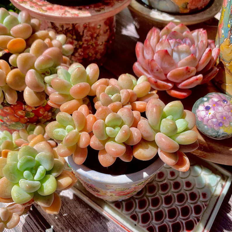 Graptosedum 'Miul' Multi-stemmed Cluster Approx. 3"–3.5" Across