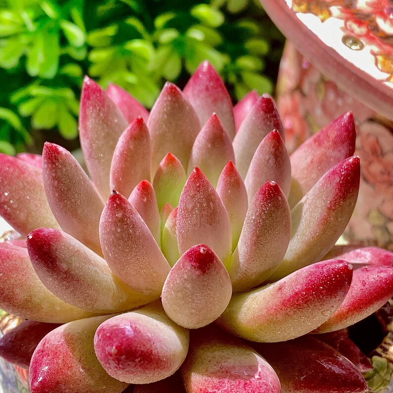 [Mother's Day Gifts] Intense-color Fleshy Rosette-forming Plant - Echeveria 'Cherry' Live Succulent - A Popular Imported Succulent With Fleshy Leaves