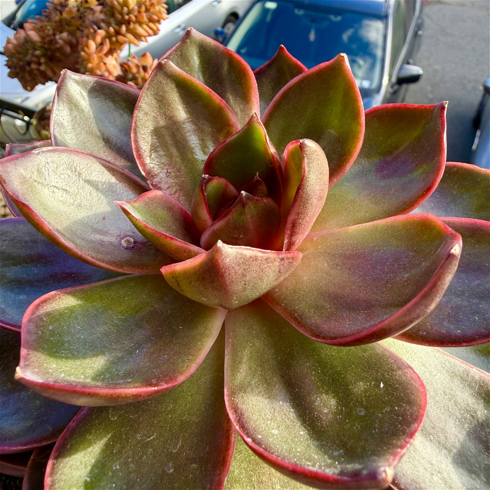 Echeveria 'Red Lantern' ~4"-5" - Boutique Rare Succulent Live Plant