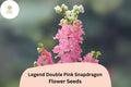 Antirrhinum majus Legend Double Pink Snapdragon Seeds – 1000+ Double Blooms for Gardens & Bouquets