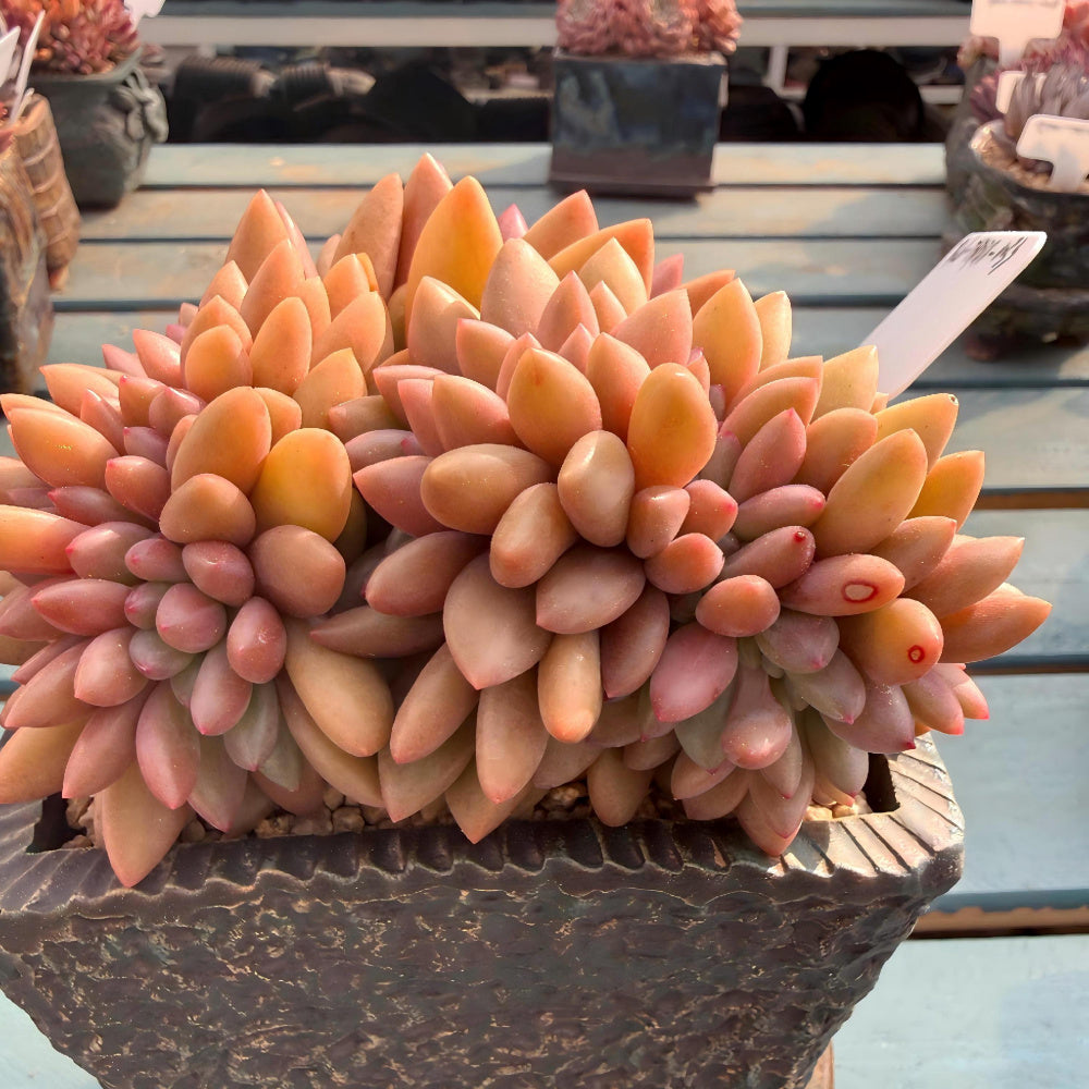 THY078-0033 Rare Echeveria 'Peach Blossom Spring' - 4-Years Grown 5" Large Living Succulent - A Unique Gift For Plant Lovers