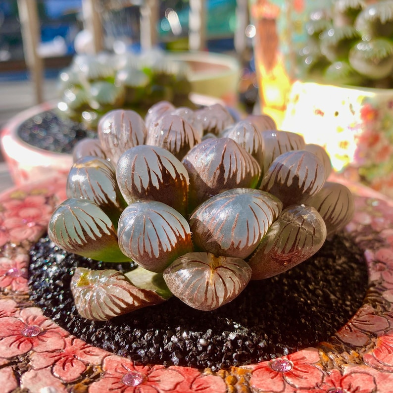 [Mother's Day Gift] Unique Ice-covered Texture Fleshy Plant - Haworthia Cooperi 'Ice Lantern' - Glassy Texture Leaves Live Window Plant