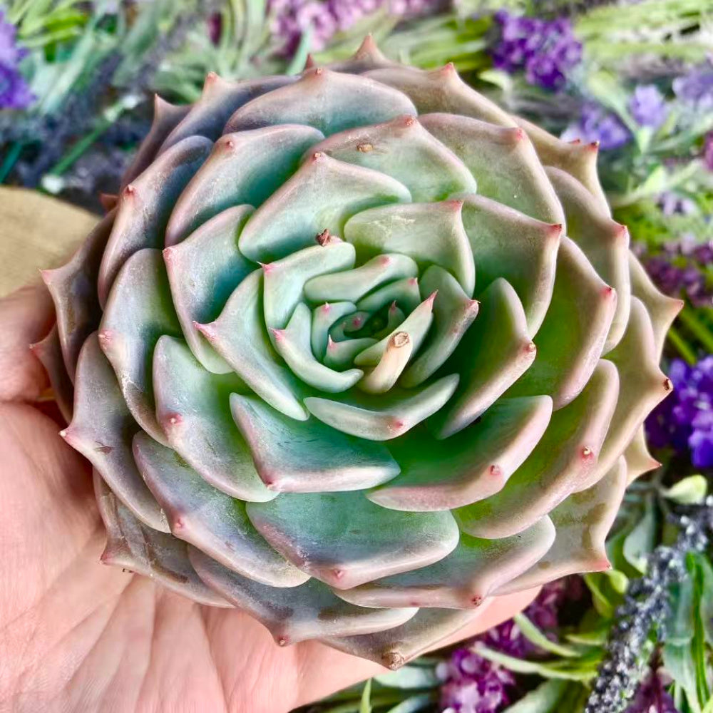 Echeveria 'Cupid' - Single Diameter Approx. 4"