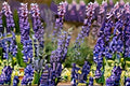 Large Leaf Lupine Seeds 500mg | Perennial Wildflower for Pollinator Gardens | Lupinus polyphyllus | Purple & Blue Blooms