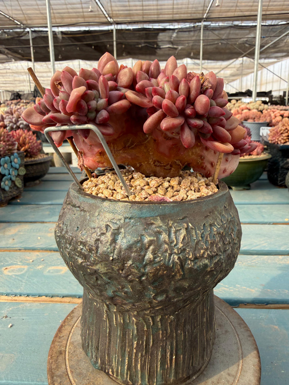 THY050-0036 Echeveria 'Peach Blossom Spring' - One-of-a-Kind Exact Plant Shown: Rare Live Succulent - Collector Plant