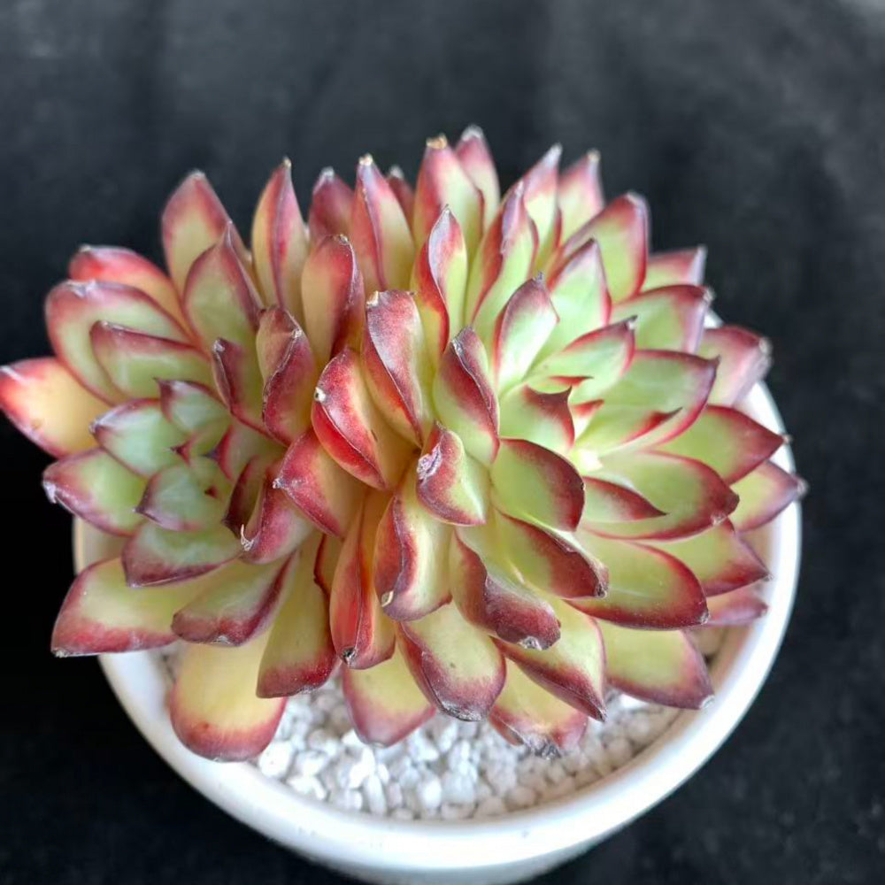 Echeveria 'Crimson Flame'