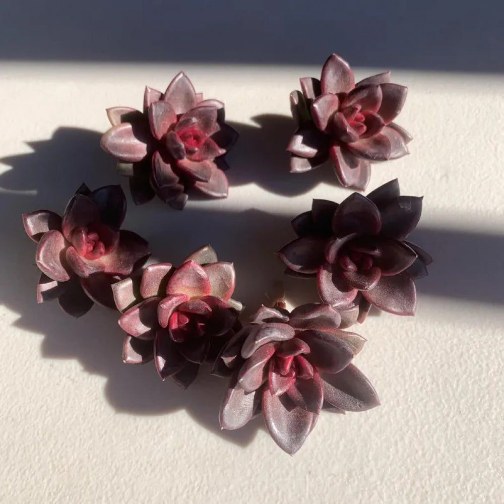Echeveria 'Night Phantom' 1.5” Rare Succulent - Live Plant Indoor Office Party Gift