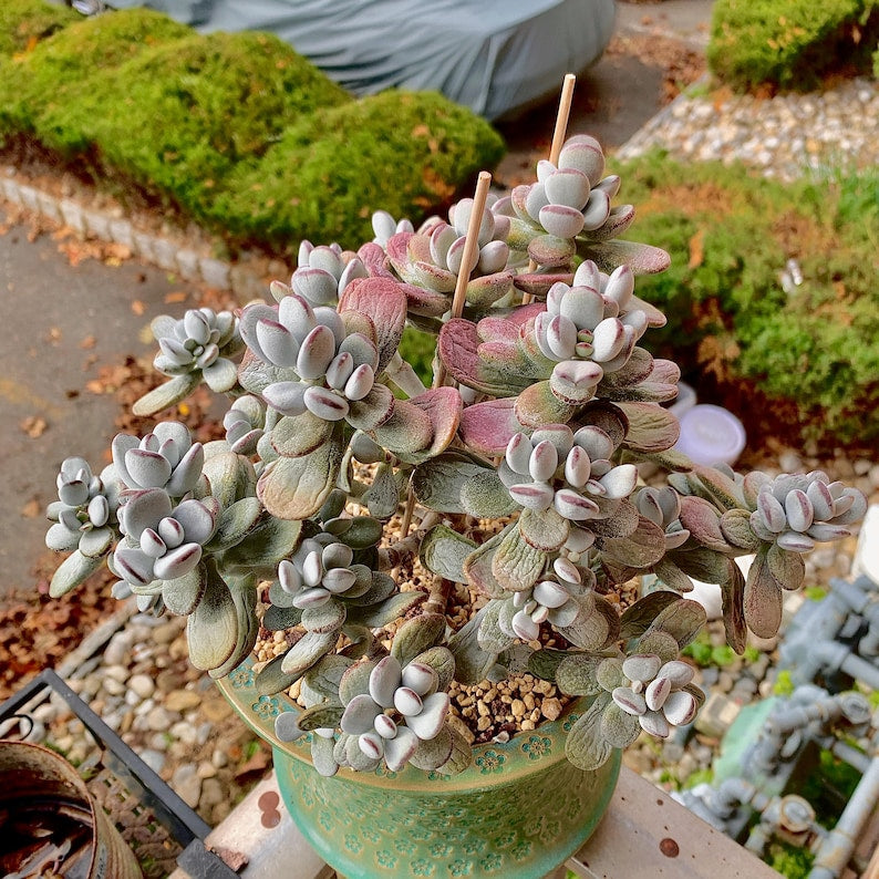 Boutique Big Rare Succulents/Cotyledon Orbiculata cv. Variegated/What You See is What You Get/Bare Root Without Soil Pot/Plants Gifts