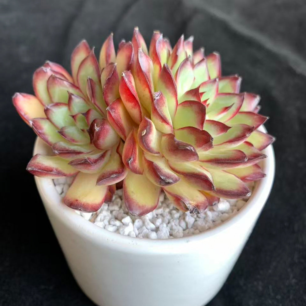 Echeveria 'Crimson Flame'