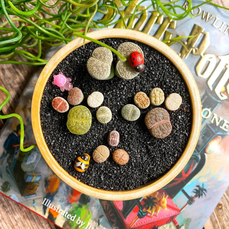 Boutique Large Lithops Random DIY Mix Rare Live Succulents Plants, Bare Root Without Soil & Pot, Plants Lover Gift