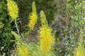 Prince’s Plume Seeds – Stanleya pinnata – Drought-Tolerant Wildflower – Yellow Desert Flower – Native Perennial Seed Pack