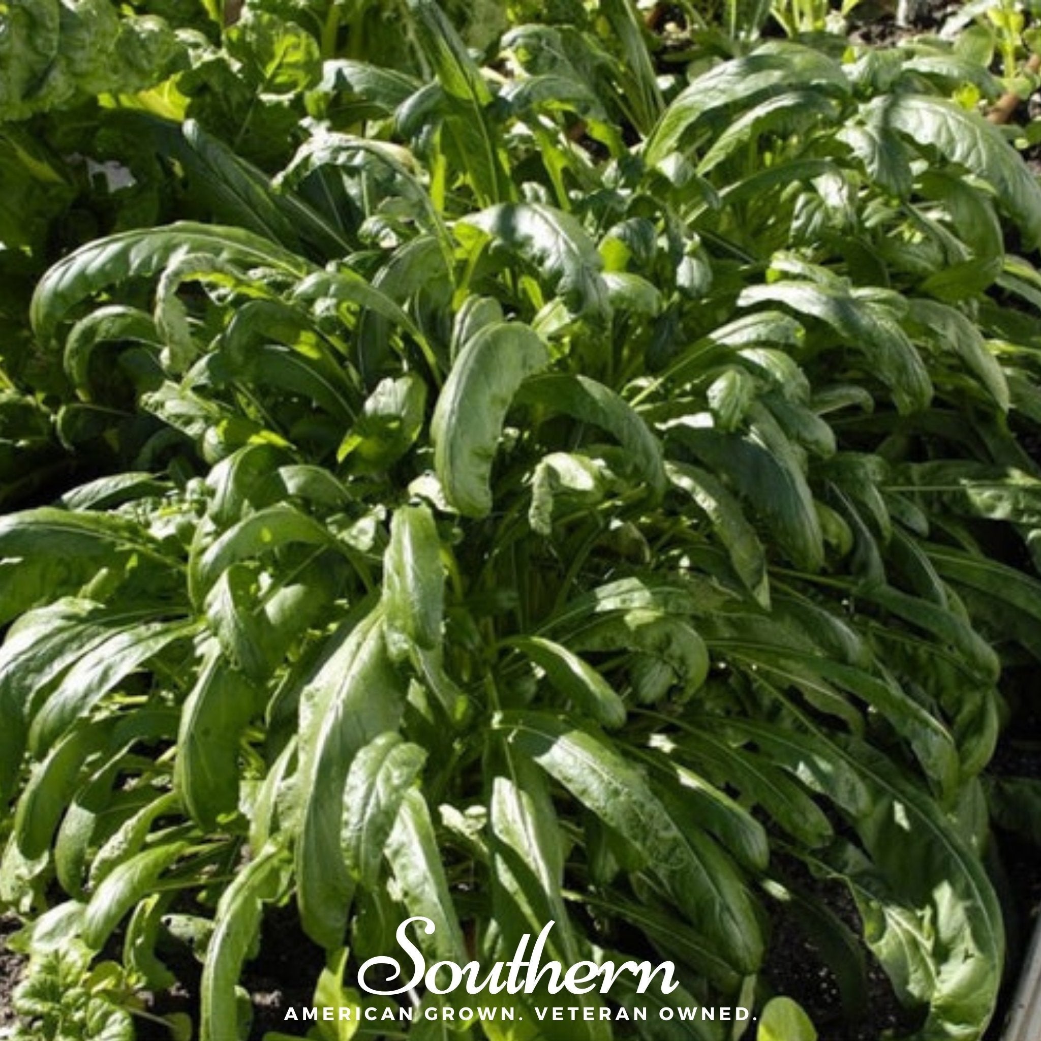 Mibuna Chinese Cabbage – 100 Seeds