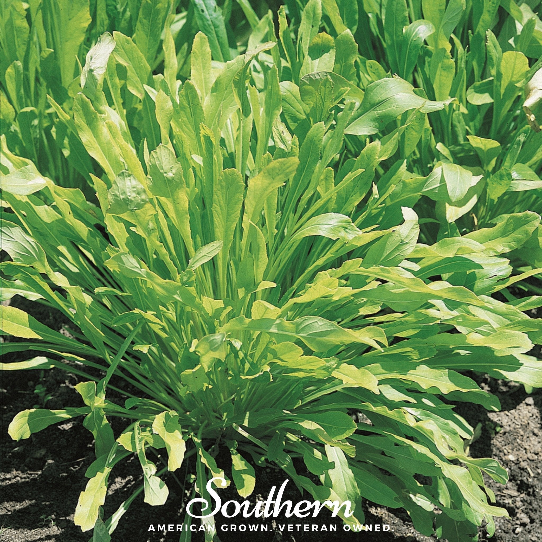 Mibuna Chinese Cabbage – 100 Seeds