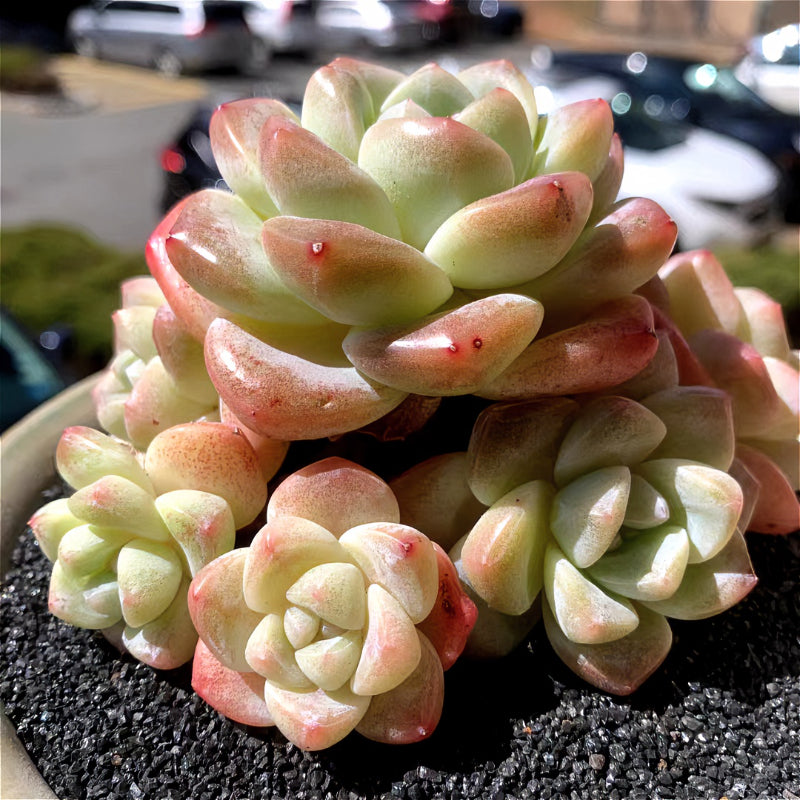 Exact Plant - Rare Echeveria 'Ice Green' - WYSIWYG Live Succulent 1 of 1