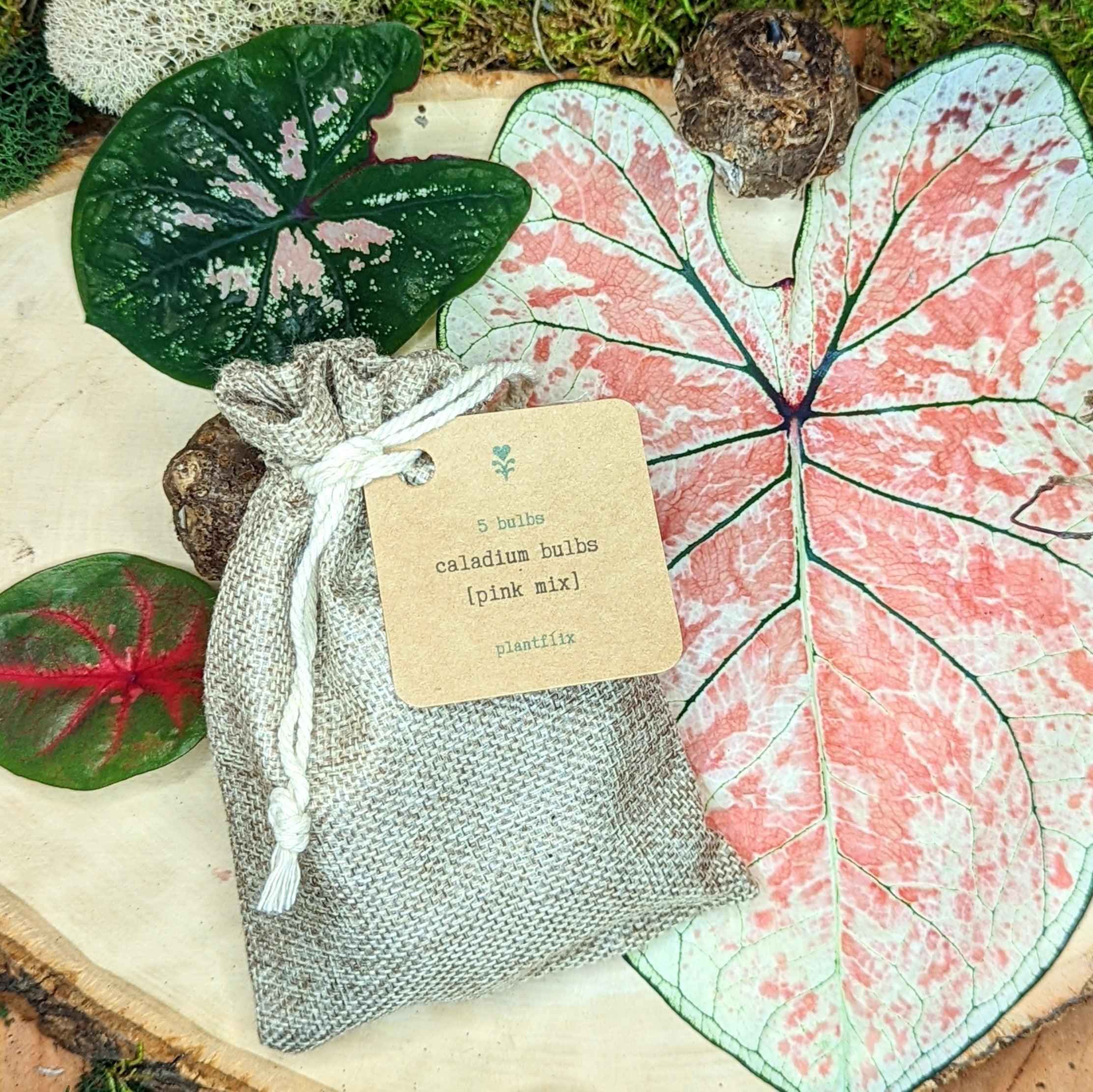 Caladium Mix Bulbs