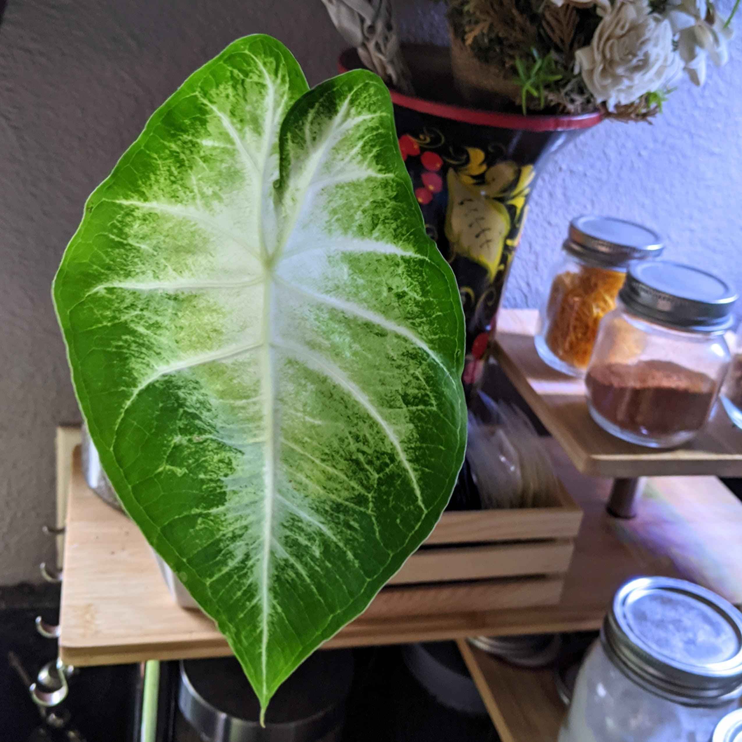 Caladium Mix Bulbs