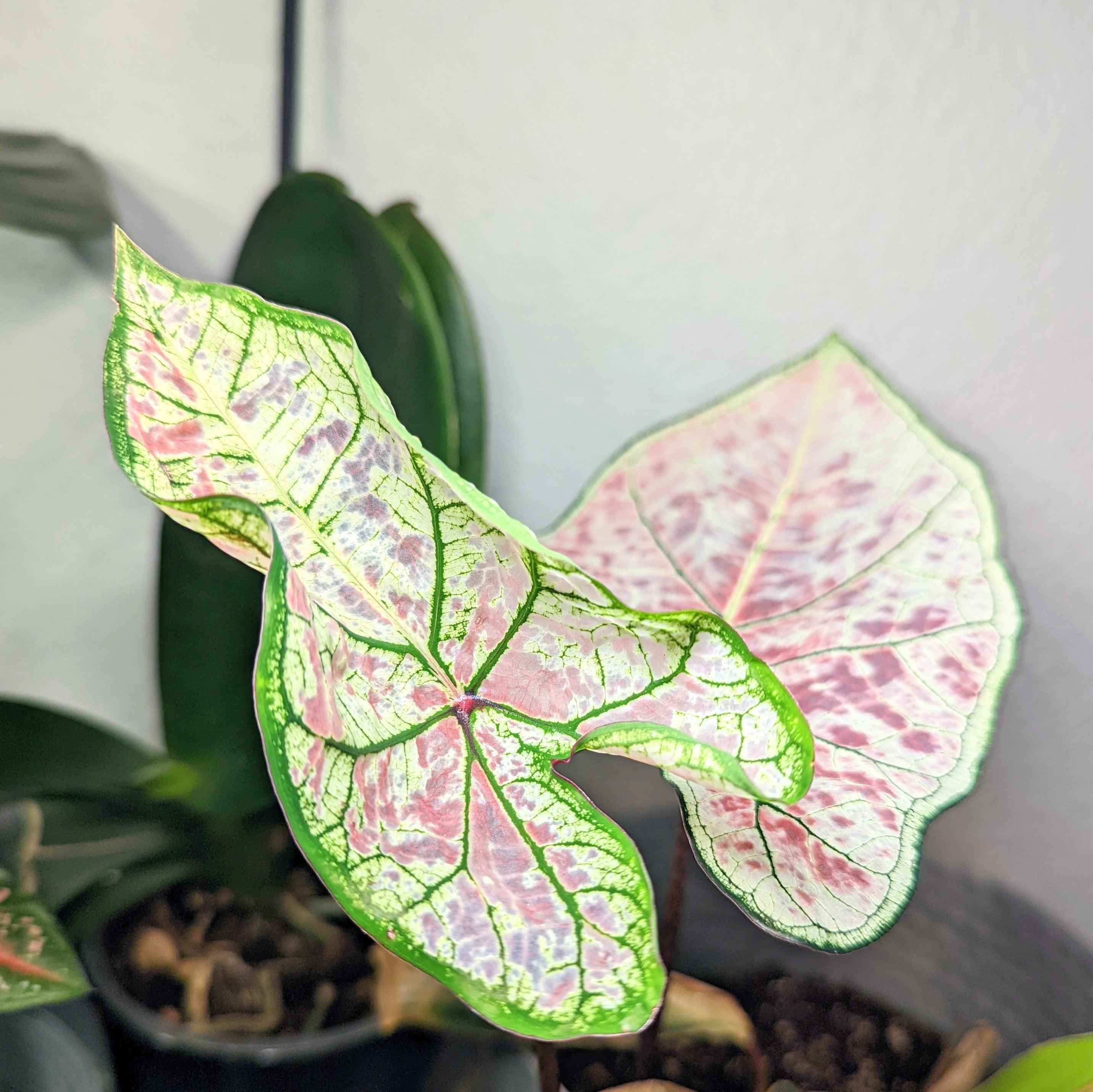 Caladium Mix Bulbs