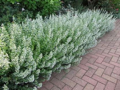 Calamintha nepeta