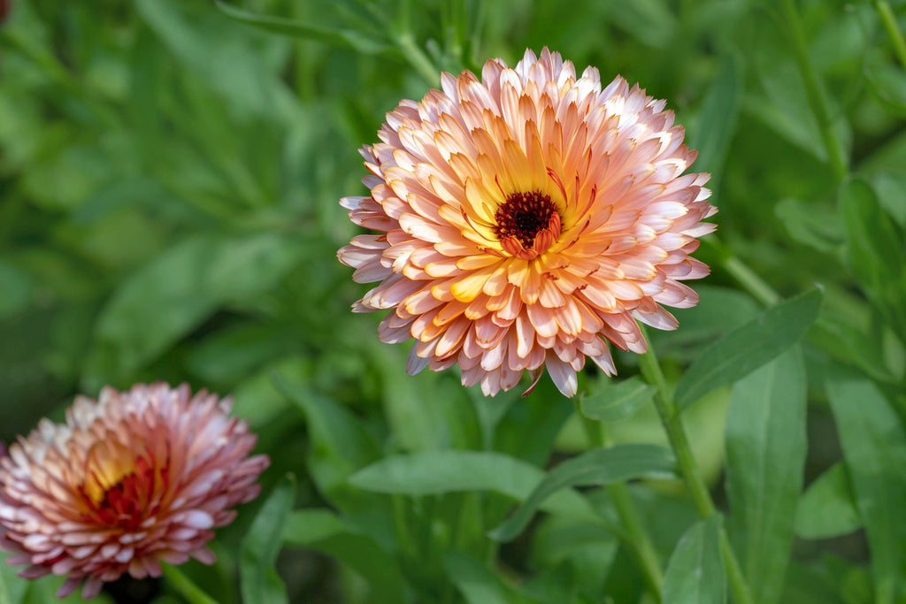 20 ZEOLIGHTS CALENDULA Officinalis MARIGOLD Flower Seeds Zeolight Coral Peach Apricot Pink