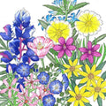 California Low-Growing Native Wildflower Mix (1/4 lb)