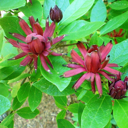 Eastern Sweetshrub