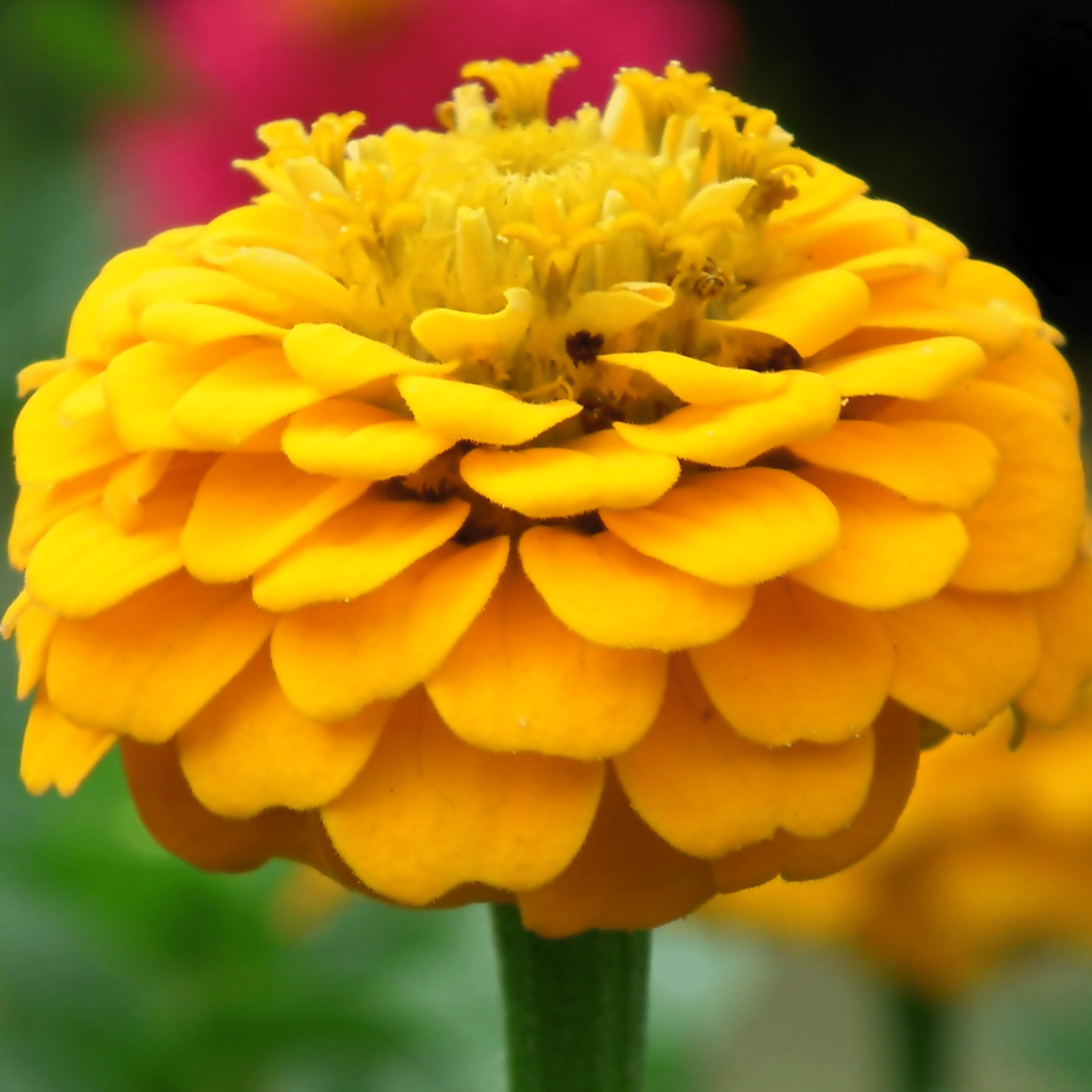 Canary Bird Zinnia – 100 Seeds