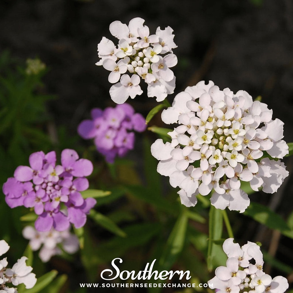 Globe Annual Candytuft – 50 Seeds