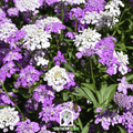 Mixed Color Candytuft Seeds – Heirloom Iberis umbellata for Garden Edging, Pollinator Attractant, 100 Seeds