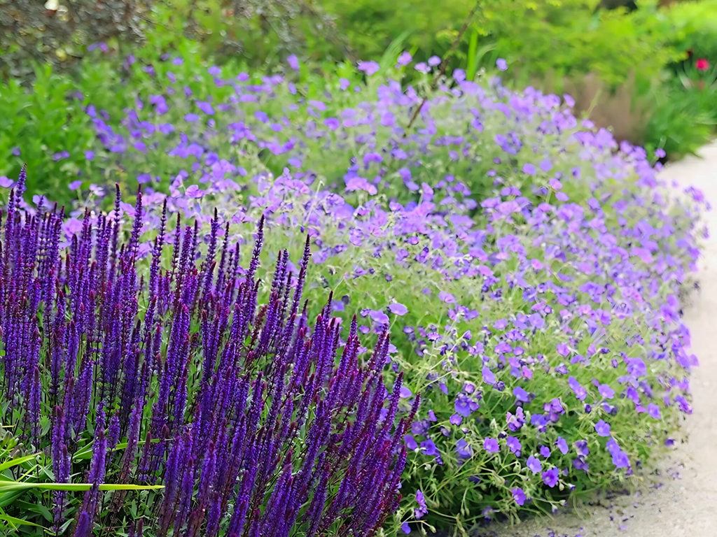 Salvia 'Caradonna'