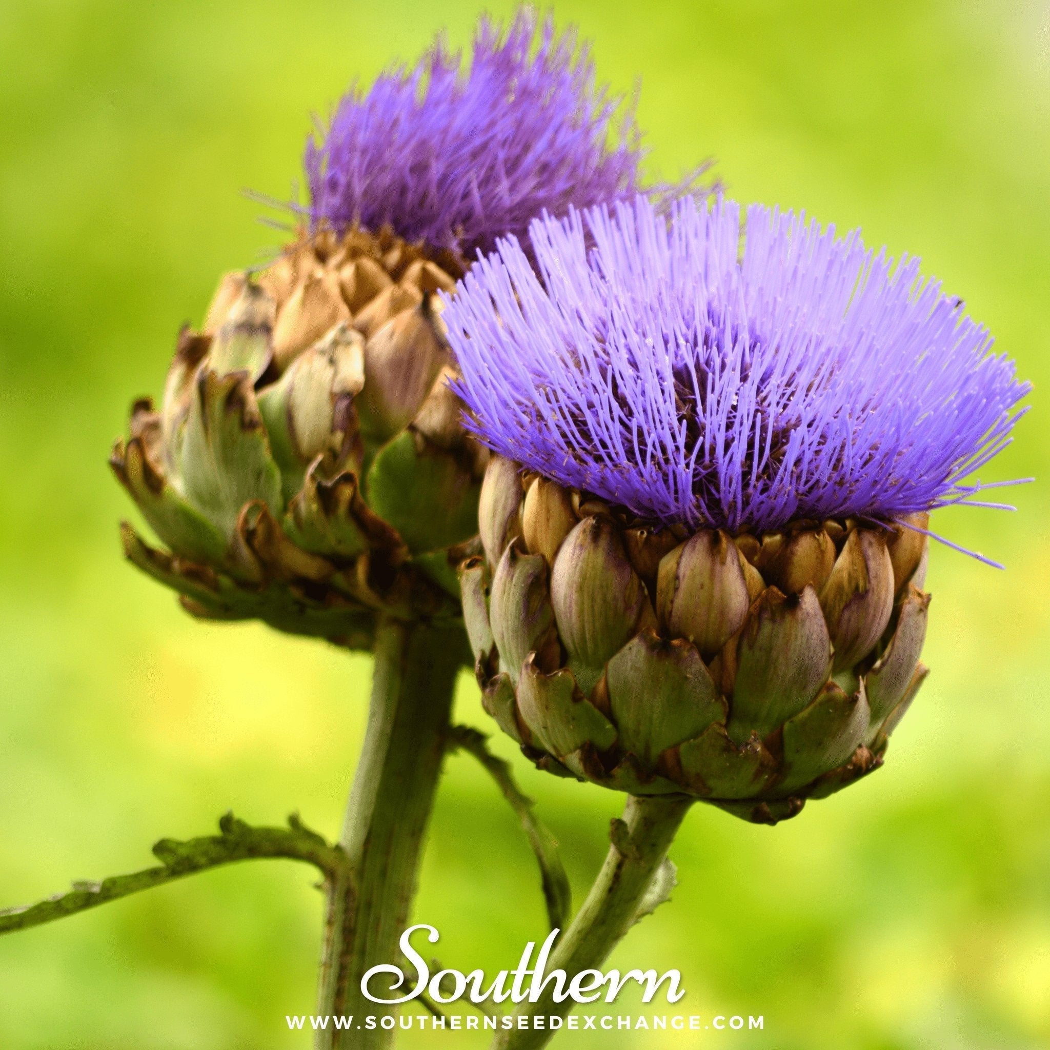 Cardoon – 25 Seeds