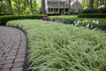 Carex 'Ice Dance'
