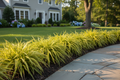 Carex 'Evergold'