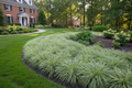 Carex pensylvanica