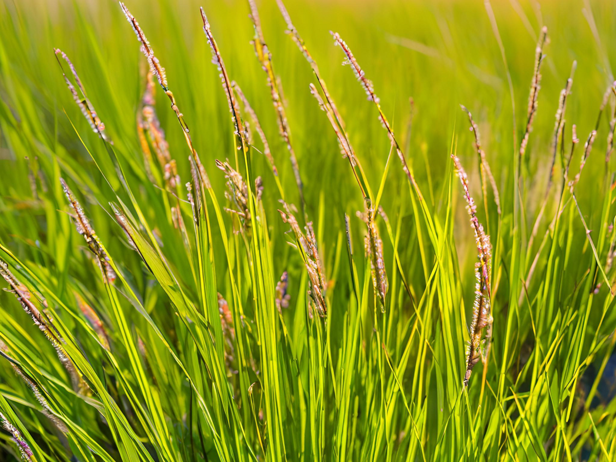 Carex 'Brevior'