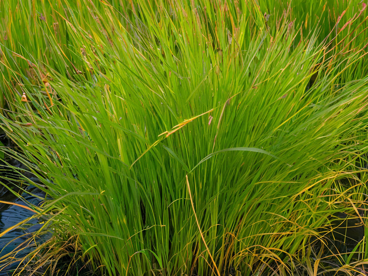 Carex 'Brevior'