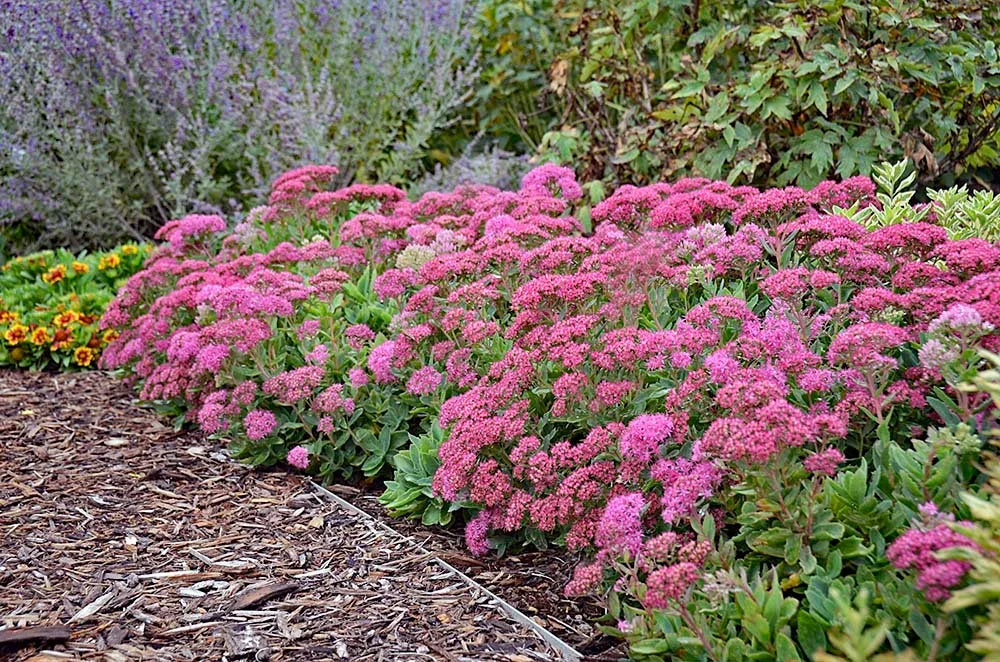 Sedum 'Carl'