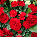 Etincellant Carnation Seeds – Scarlet Red Fully Double Frilled Blooms Dianthus caryophyllus 25 Seeds