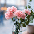 La France Carnation Seeds – Heirloom Clove Pink, Fragrant Silvery-Pink Blooms, Cut Flower, Dianthus caryophyllus, 50 Seeds
