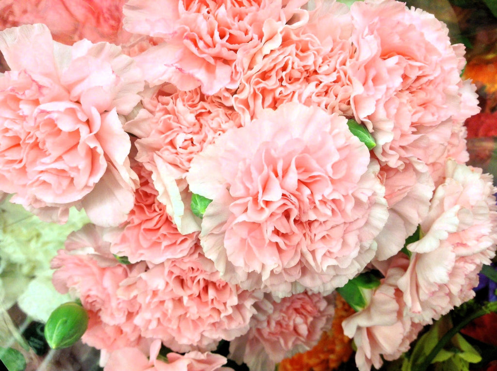 100 Mixed CARNATION / DOUBLE DIANTHUS Chinensis Flower Seeds