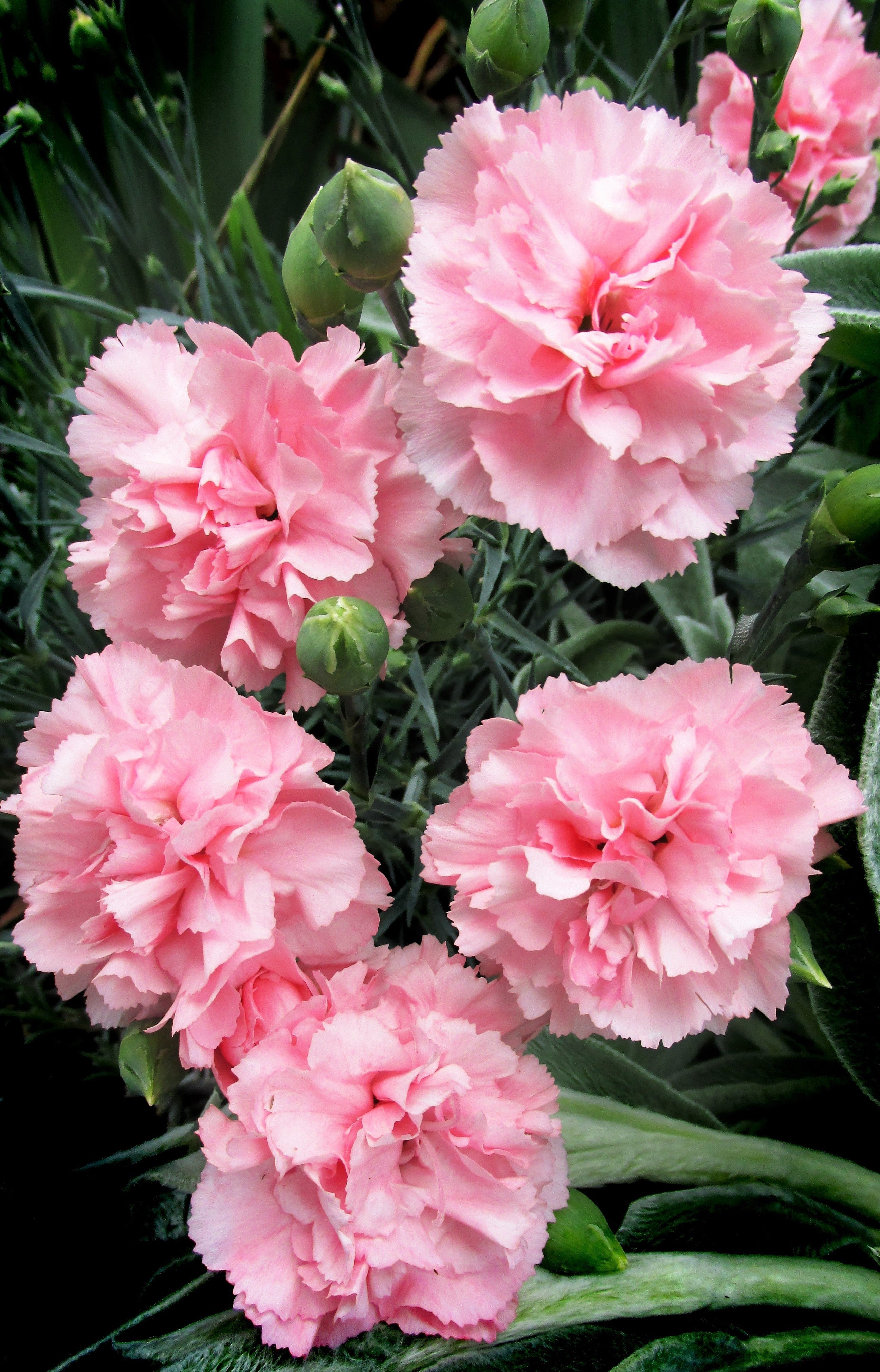 100 RAINBOW CARNATION Mix Mixed Colors Dianthus Caryophyllus Flower Seeds