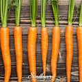 Imperator 58 Carrot – 250 Seeds