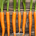 Imperator Carrot Seeds 250 Count | Long, Slender, Sweet Daucus carota All-American Selections