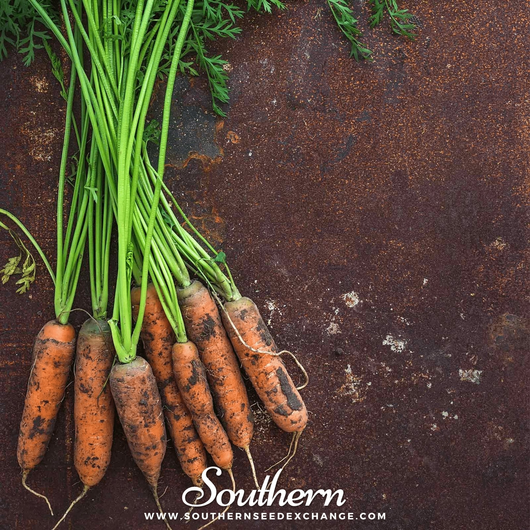 Little Finger Carrot – 250 Seeds