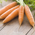Little Finger Carrot Seeds – 250 Heirloom, Non-GMO, Sweet, Crisp, Daucus carota, Perfect for Container Gardening