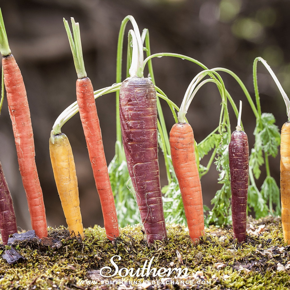 Rainbow Carrot Seeds - 100 Heirloom Rainbow Blend Varieties for Colorful Salads & Gardening Daucus carota