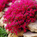 Cascade Red Rockcress Seeds – 50 Heirloom Aubrieta hybrida for Rock Gardens, Borders, and Ground Cover